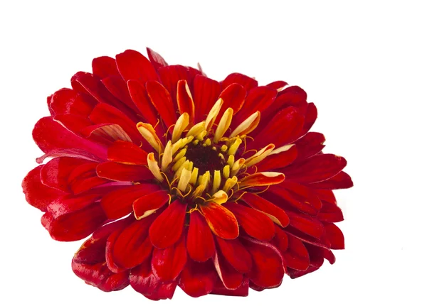 Flor de Zinnia —  Fotos de Stock