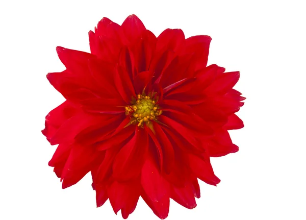 Red dahlia — Stock Photo, Image