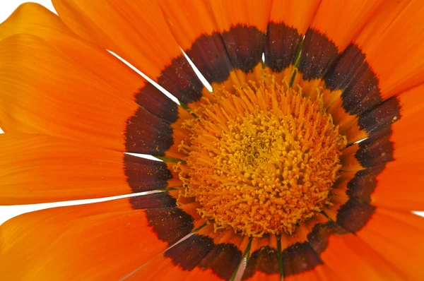 分離されたガザニア花 — ストック写真