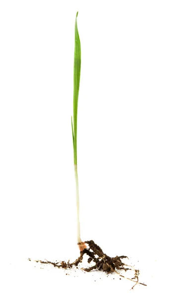 Зеленая пшеница с изолированным корнем — стоковое фото