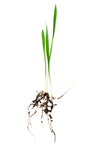 Groene tarwe met root geïsoleerd — Stockfoto