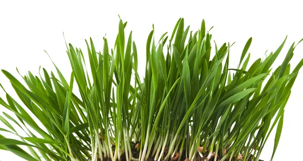 Green wheat with root isolated — Stock Photo, Image