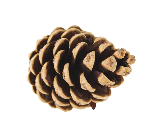 Cone de pinheiro isolado — Fotografia de Stock