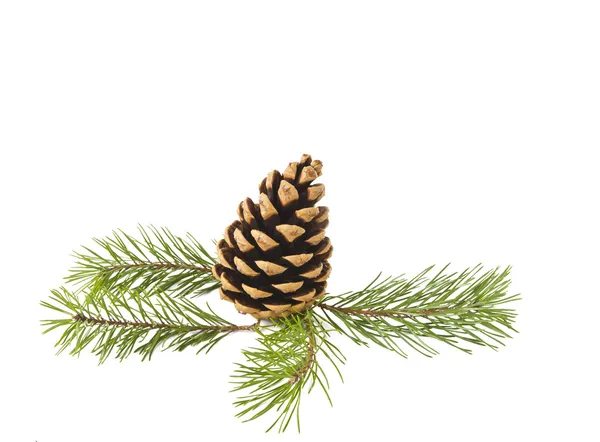 Sprig of pine cone isolated — Stock Photo, Image