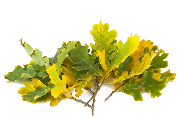 Autumn oak leaves isolated — Stock Photo, Image