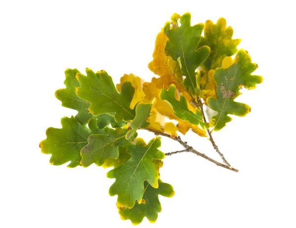 Autumn oak leaves isolated — Stock Photo, Image