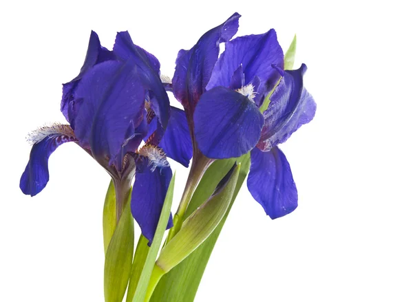 Izole iris çiçeği — Stok fotoğraf