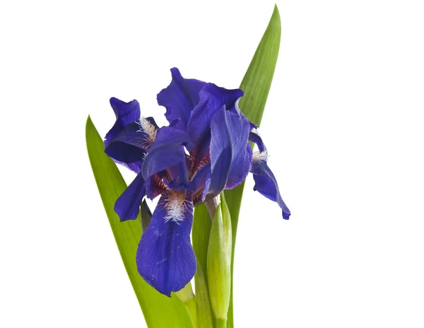 Iris bloem geïsoleerd — Stockfoto