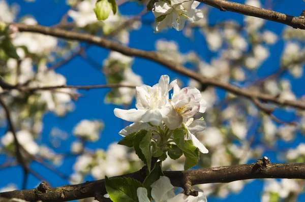 Flores de manzana — Foto de Stock