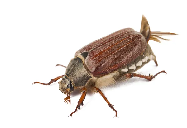 Beetle isolated — Stock Photo, Image