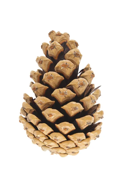 Pine cone isolated — Stock Photo, Image