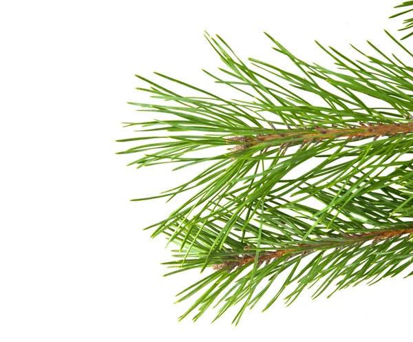 Pine branches isolated Stock Image