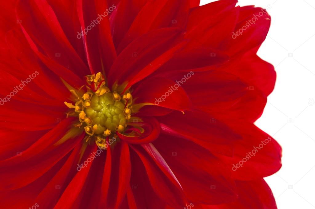 red dahlia