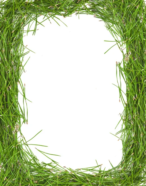 Frame of green pine needles — Stock Photo, Image