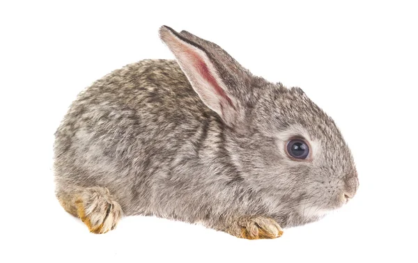Small rabbits isolated — Stock Photo, Image