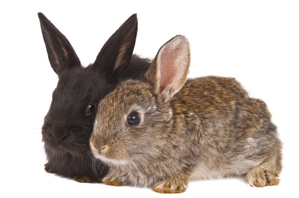 Маленькие кролики изолированы — стоковое фото