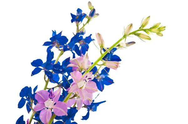 Bouquet di fiori selvatici isolati — Foto Stock
