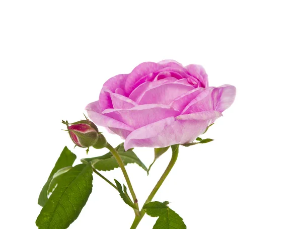 Tea pink rose isolated — Stock Photo, Image