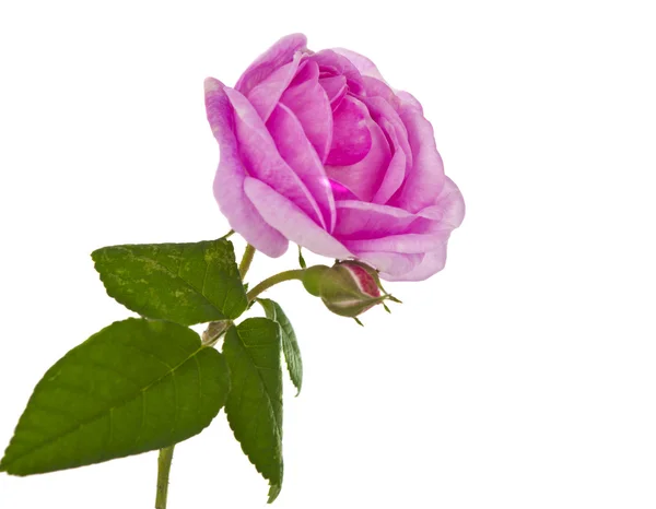 Herbata różowy róża na białym tle — Zdjęcie stockowe