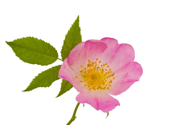 Wild rose bloemen geïsoleerd — Stockfoto