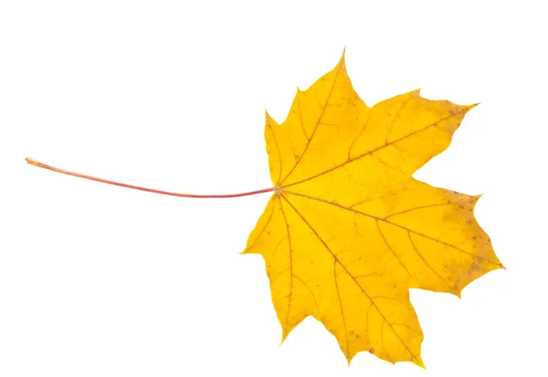 Autumn leaf isolated — Stock Photo, Image