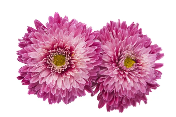 Chrysanthemum isolated — Stock Photo, Image