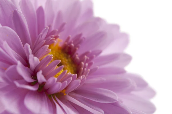 Chrysanthemum isolated — Stock Photo, Image