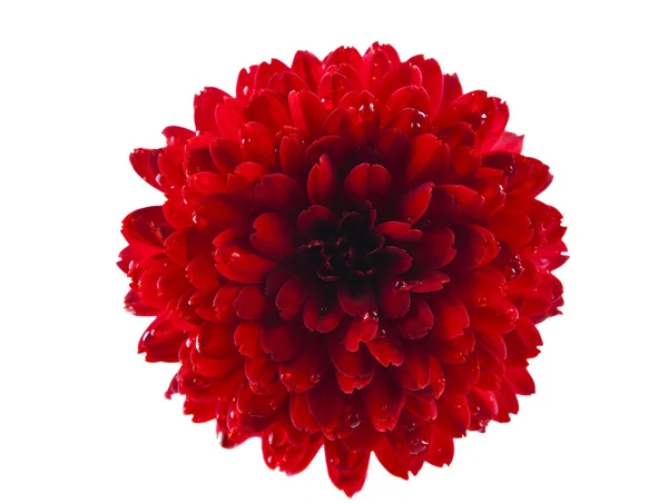 Red chrysanthemum with drops isolated — Stock Photo, Image