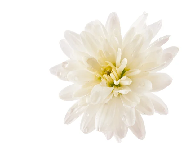 Witte chrysant met druppels geïsoleerd — Stockfoto