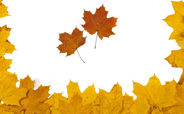Herfstbladeren geïsoleerde — Stockfoto