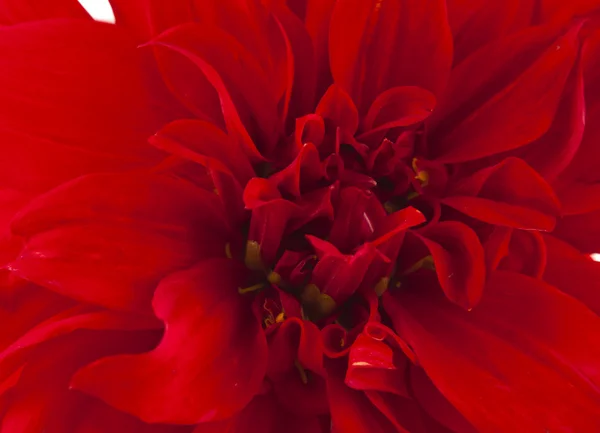 Flor de dalia roja — Foto de Stock
