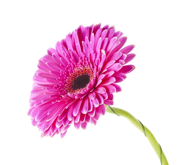 Gerbera roz izolat — Fotografie, imagine de stoc