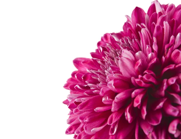 Magenta chrysanthemum isolated — Stock Photo, Image