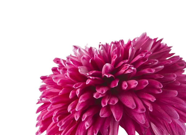 Magenta chrysanthemum isoliert — Stockfoto