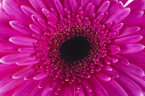 Růžová gerbera — Stock fotografie