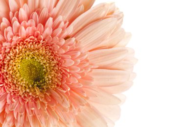 izole gerber çiçek