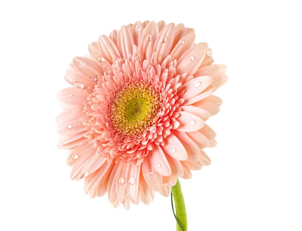 Gerbera met druppels geïsoleerd — Stockfoto