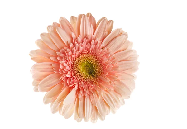 分離されたガーバー花Gerber květina izolované — ストック写真