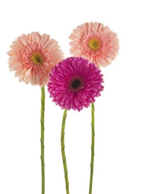 izole gerber çiçek