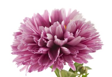 Kasımpatı çiçeği