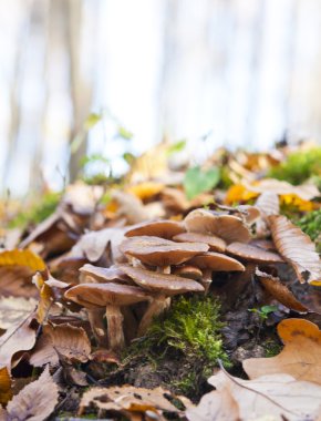 agaric mantar büyüyor