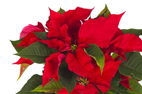 Poinsettia é uma flor de Natal tradicional . — Fotografia de Stock