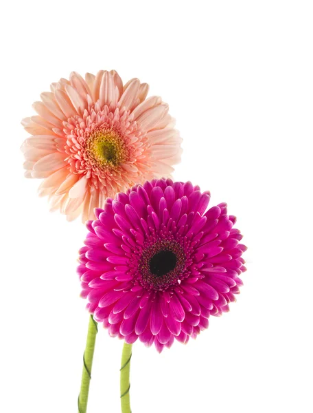 Gerber virág elszigetelt — Stock Fotó