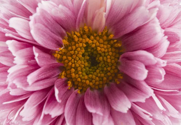 Chrysant bloem — Stockfoto