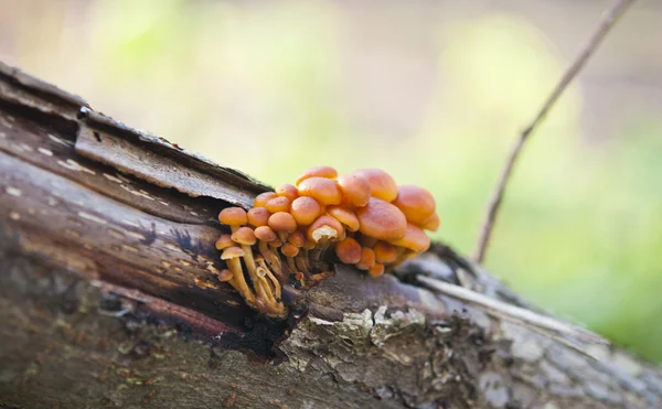 Funghi agarici che crescono — Foto Stock