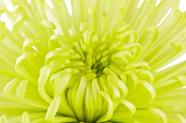 Flor de crisantemo verde lima — Foto de Stock