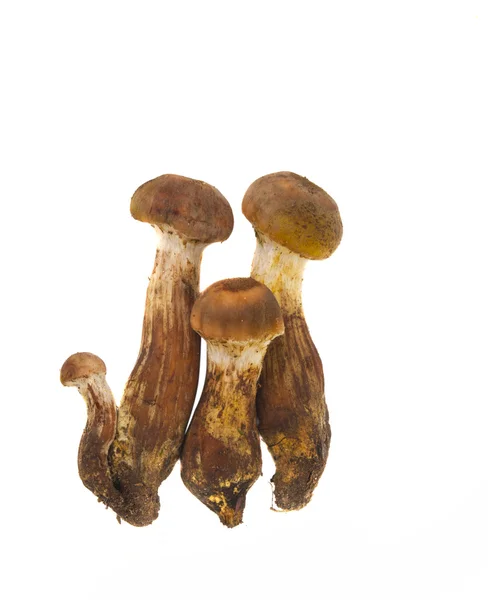 Honey mushrooms isolated — Stock Photo, Image