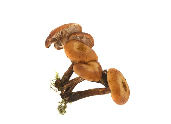Honey mushrooms isolated — Stock Photo, Image