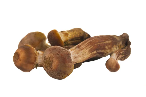 Мед гриби ізольовані — стокове фото