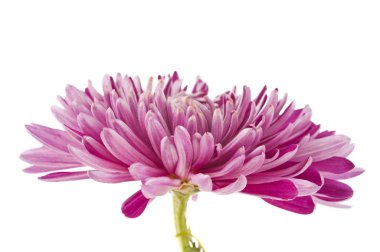 Kasımpatı çiçeği